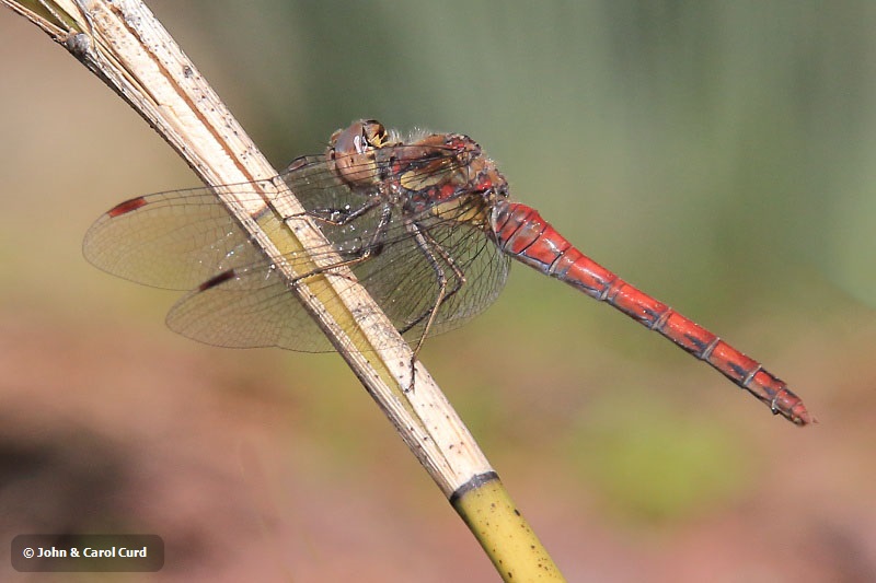 IMG_0474 Sympetrum nigrifemur female.JPG